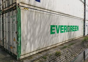 Evergreen Feu in weiß